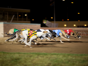 greyhound racing