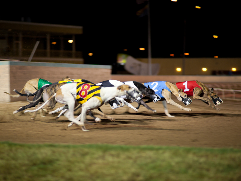 greyhound racing