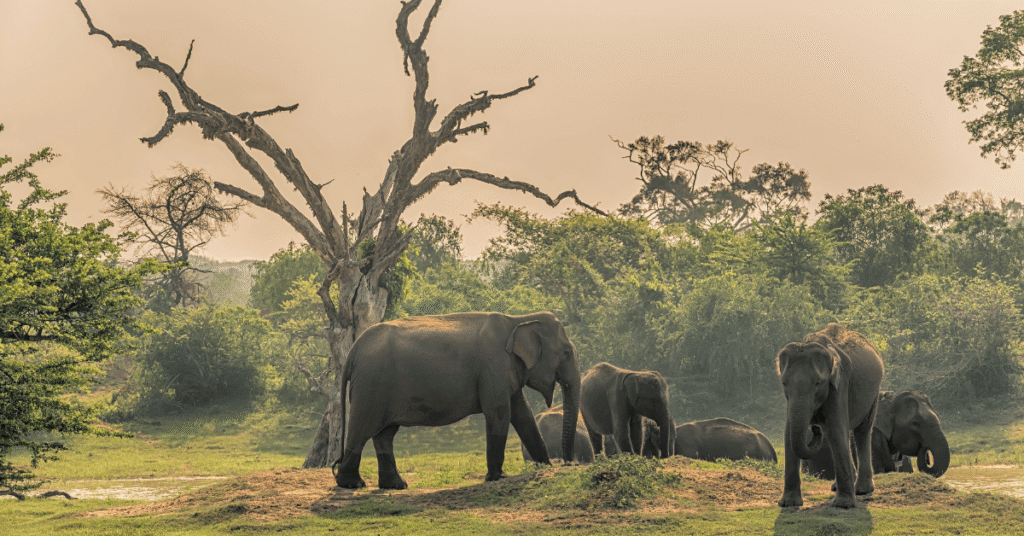 Yala National Park Sri Lanka