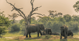 Yala National Park Sri Lanka